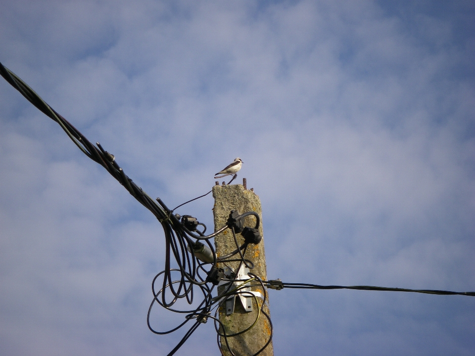 Bird wire sky branch