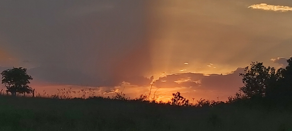 Sunset horizon orange grass