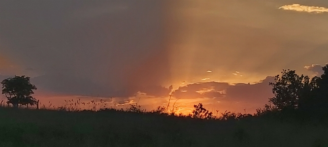 Sunset horizon orange grass Photo