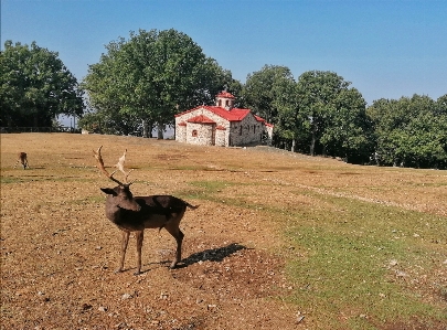 Foto Rusa alam taman alam
