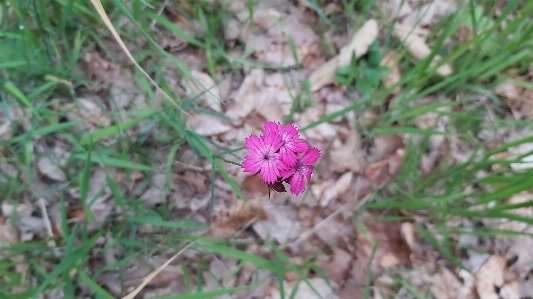 Flower close up pink Photo