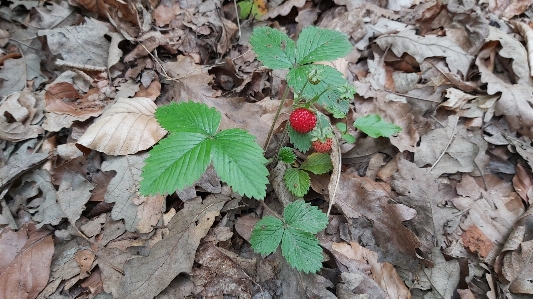 Strawberry wild forest spring Photo