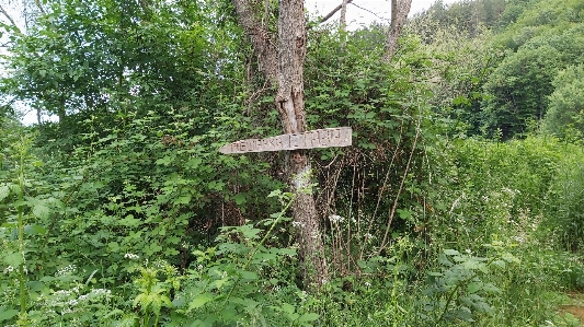 Sign forest wood green Photo