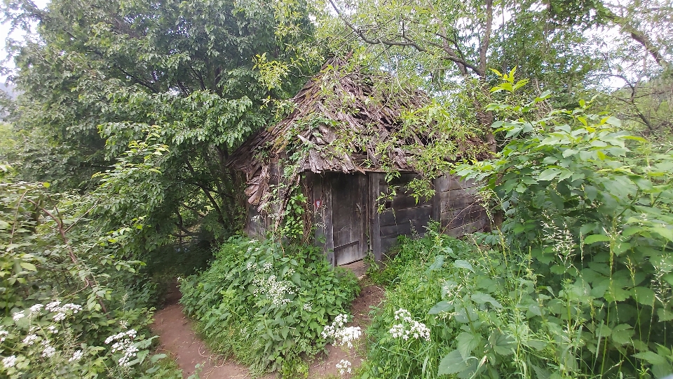 家 木製 年 森