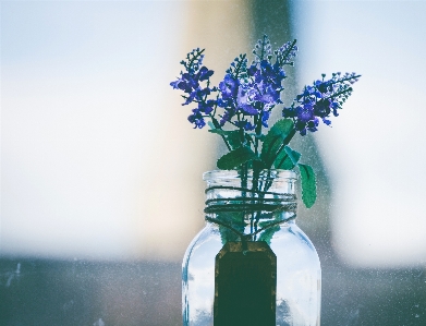 Blue cobalt lavender still life photography Photo