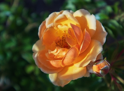 Foto Laranja rosa flor planta com flor
