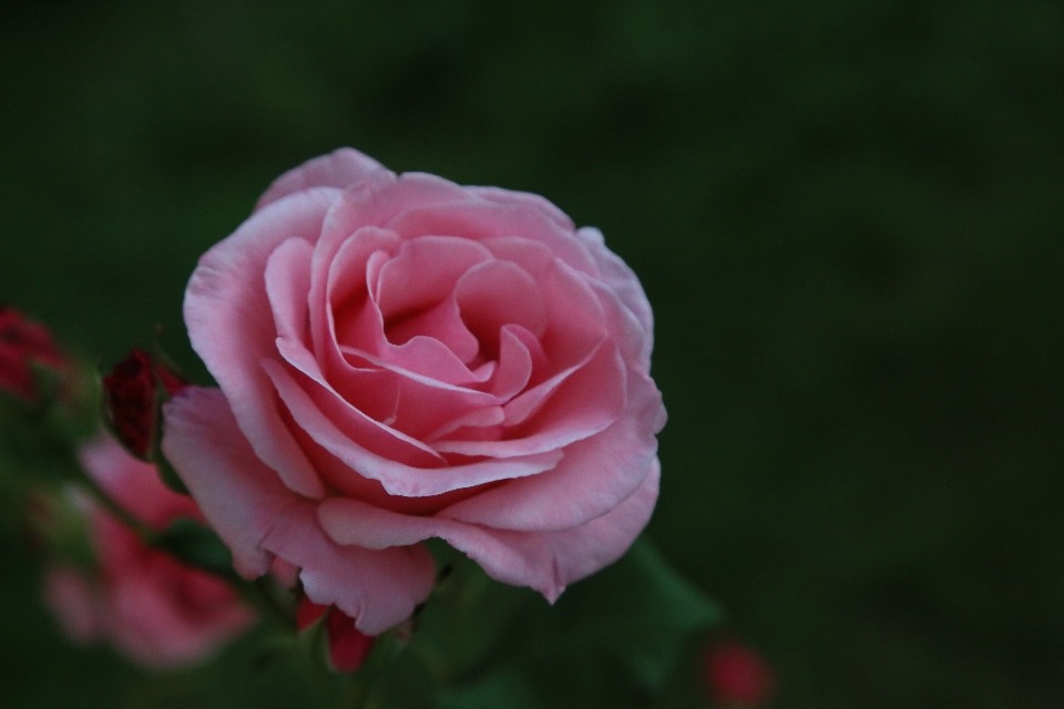 Rosa natureza primavera plantar