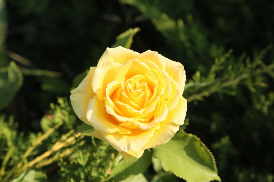 Rose natur frühling anlage