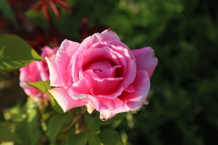 Rose nature spring plant Photo