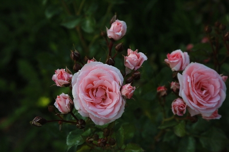 Rose nature spring plant Photo