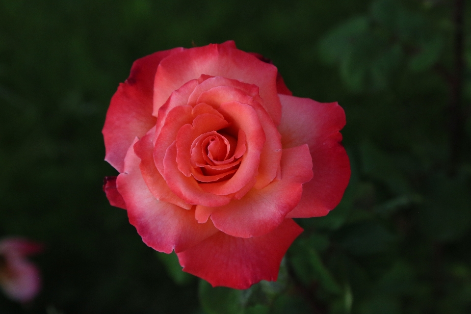 Rose nature printemps usine