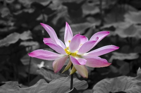 Natur anlage flora nenuphar
 Foto