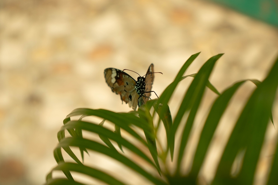 Natural mariposa insecto polillas y mariposas
