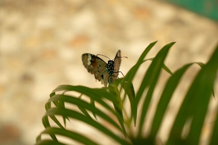 Foto Natural borboleta inseto mariposas e borboletas
