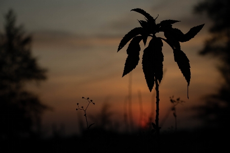 Natürlich himmel natur baum Foto