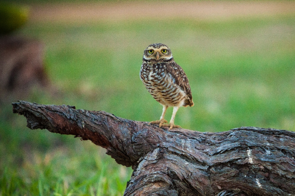 Burung hantu pohon pembuat harry
