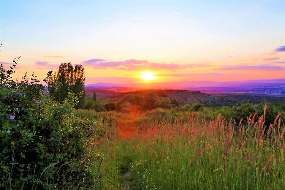 Sunset evening herbs nature