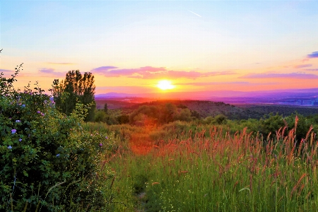 Sunset evening herbs nature Photo