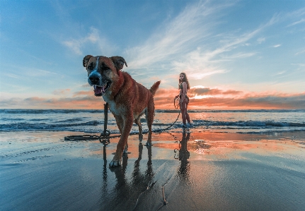 Foto Anjing canidae
 langit ras anjing
