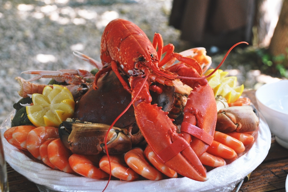 Langosta americana
 alimento plato