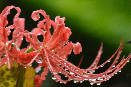 Foto Fiore acqua rosa pianta