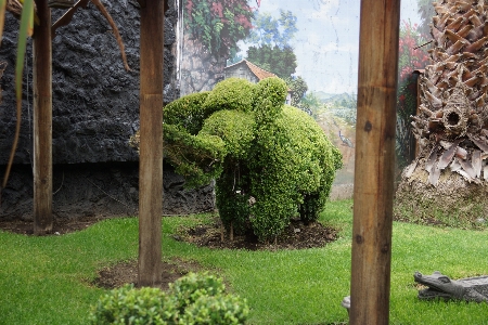 Foto Naturale albero erba pianta