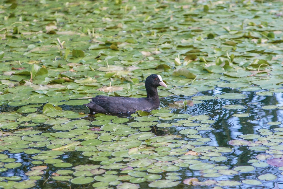 Burung air
 kolam lahan basah