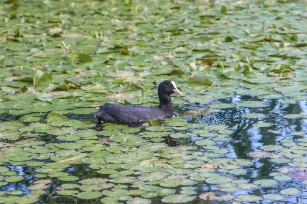 Bird water pond wetland Photo