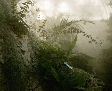 Foto Alam tumbuh-tumbuhan fenomena atmosfer
 hutan