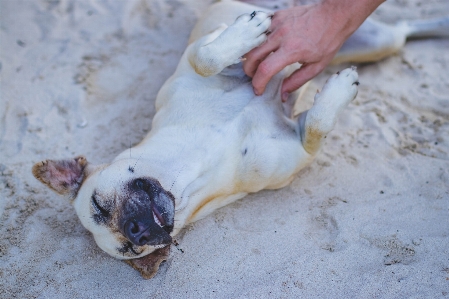 Köpekgiller
 pati köpek türü
 Fotoğraf