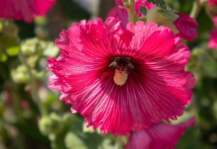 Foto Color de malva
 flor planta floreciendo
 pétalo