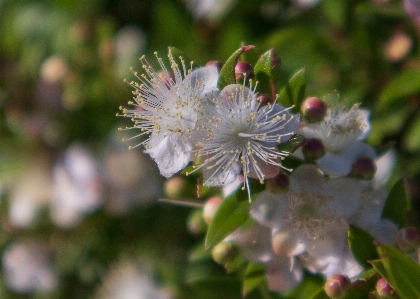 ギンバイカ
 花 植物 開花植物
 写真