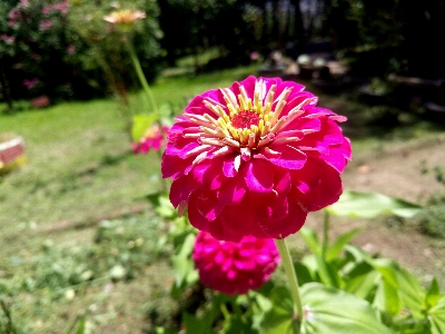 花 植物 花弁 咲く 写真