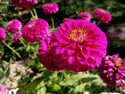 花 植物 花弁 咲く 写真