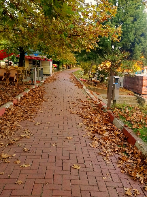 Otoño hoja camino seco