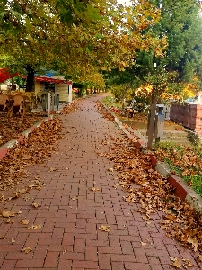 Autumn leaf road dry Photo