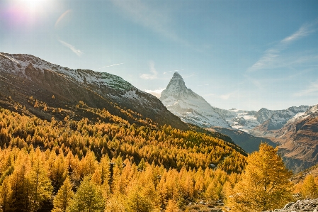 Mountainous landforms mountain larix lyalliisubalpine larch nature Photo