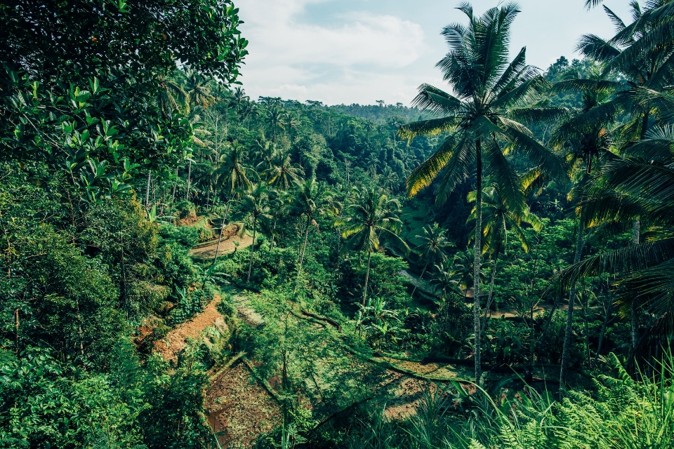 Vegetación bosques de coníferas tropicales y subtropicales
 bosque selva