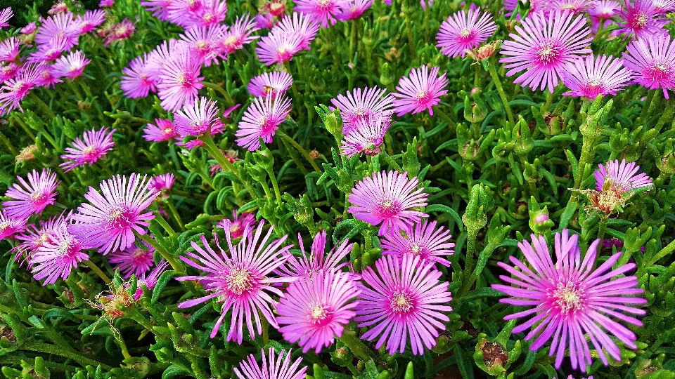 Fleur usine de glace
 plante à fleurs
 lampranthus
