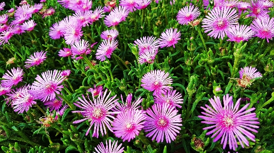 Flower flowering plant ice lampranthus Photo