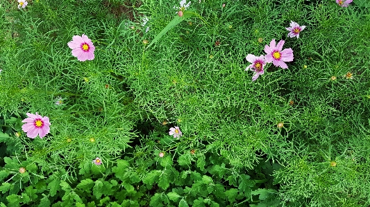 Blume blühende pflanze
 anlage gartenkosmos
 Foto