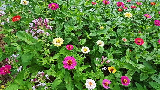 花 開花植物
 植物 ジニア
 写真