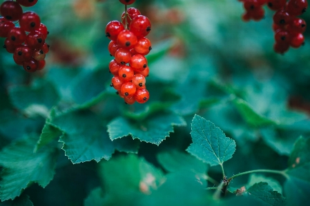 植物 花 ベリー 赤 写真