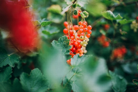 Plant flower berry fruit Photo