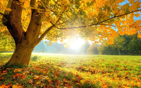 Autumn tree natural landscape nature Photo