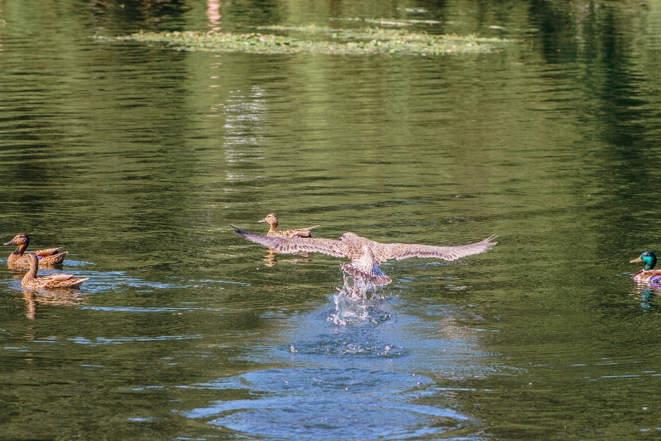 Birds water duck pond