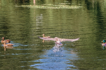 Foto Aves agua pato estanque