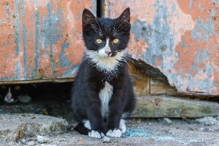 Foto Rua gato bigodes
 gatos de pequeno a médio porte
