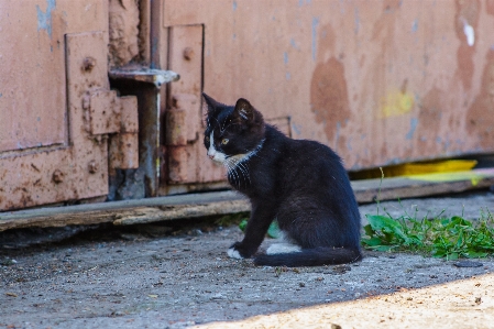 Foto Strada gatto gatti di piccola e media taglia
 felidi
