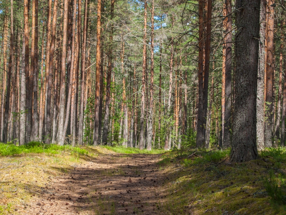 Forest tree natural environment landscape